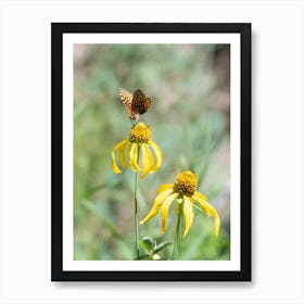 Butterfly On Yellow Flower Art Print