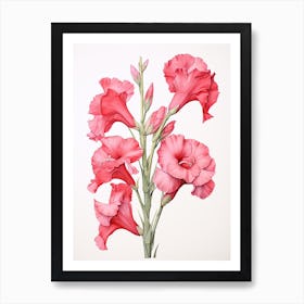 Gladiolus Flower Vintage Botanical 1 Art Print