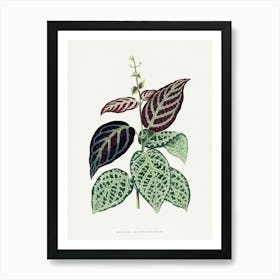 Vintage Botanical Art Print _2643232 Art Print