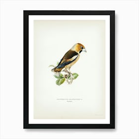 Hawfinch, The Von Wright Brothers Art Print