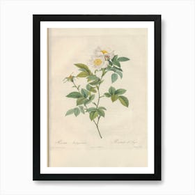 Rose Illustration, Pierre Joseph Redoute (60) Art Print