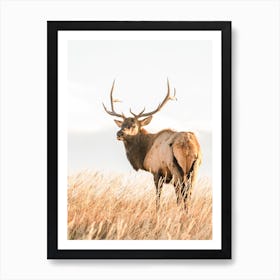 Western Elk Art Print