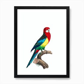 Vintage Eastern Rosella Bird Illustration on Pure White Art Print