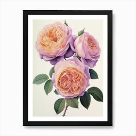 English Roses Painting Rose In A Book 1 Art Print