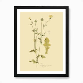 Dandelion Art Print