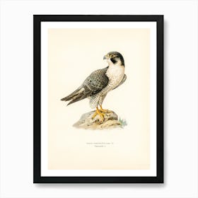 Peregrine Falcon (Falco Peregrinus), The Von Wright Brothers Art Print