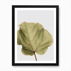 Abutifolia 03 Art Print