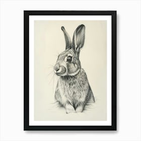 Dutch Rabbit Drawing 4 Art Print
