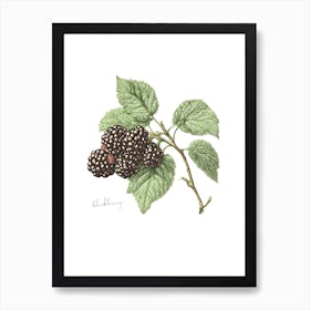 English Hedgerow Blackberry - Botanical Wall Print Set | Floral Collection Art Print