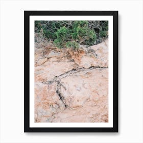 Tree root in Pink Ground // Ibiza Nature Photography  Art Print