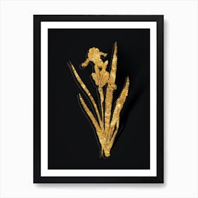 Vintage Tall Bearded Iris Botanical in Gold on Black n.0580 Art Print