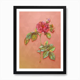 Vintage Pink Francfort Rose Botanical Art on Peach Pink n.0345 Art Print