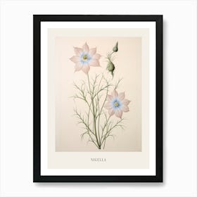 Floral Illustration Love In A Mist Nigella 2 Poster Art Print