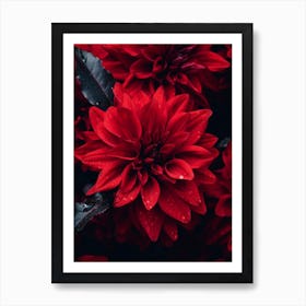 Red Dahlia Art Print