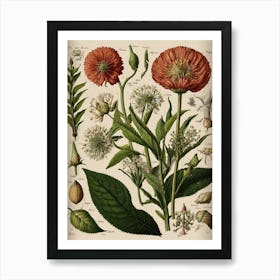 Poppy Art Print