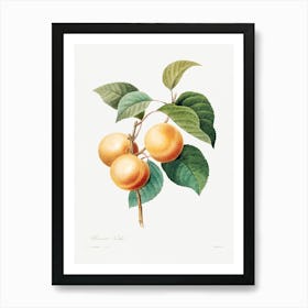 Peaches, Pierre Joseph Redoute Art Print