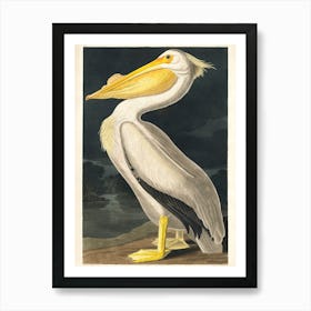 Vintage American White PelicanIllustration By Audubon From the Book Birds of America Remastered and Digitally Enhanced Art Print