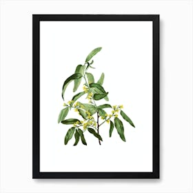 Vintage Russian Olive Botanical Illustration on Pure White n.0643 Art Print