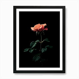 Single Rose On Black Background 48 Art Print