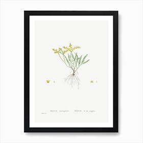 Sedum Sexangulare, Pierre Joseph Redoute Art Print