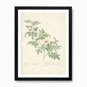 Rose Illustration, Pierre Joseph Redoute (78) Art Print