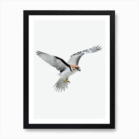 Falcon B&W Pencil Drawing 2 Bird Art Print