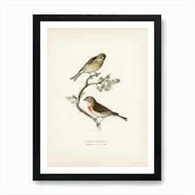 Common Linnet (Acanthis Cannabina), The Von Wright Brothers Art Print