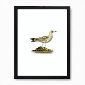 Vintage Leser Black Backed Gull Bird Illustration on Pure White Art Print