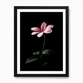 Pink Flower On Black Background 7 Art Print