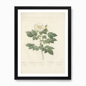 Rose Illustration, Pierre Joseph Redoute (56) Art Print