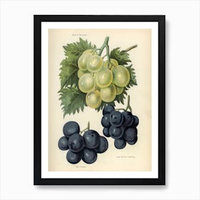 Vintage Illustration Of Grapes, John Wright Art Print