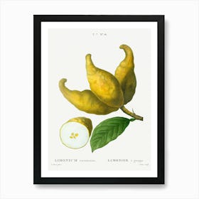 Cluster Of Lemons, Pierre Joseph Redoute Art Print