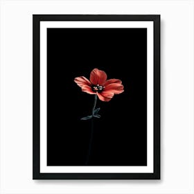 Red Poppy 1 Art Print