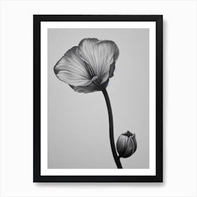 Sweet Pea B&W Pencil 1 Flower Art Print