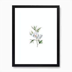 Vintage Lilac Hibiscus Flower Botanical Illustration on Pure White n.0650 Art Print