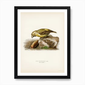 Parrot Crossbill, The Von Wright Brothers 1 Art Print