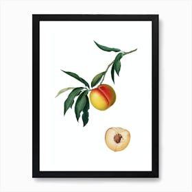 Vintage Peach Botanical Illustration on Pure White n.0041 Art Print