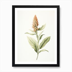 Ginger Vintage Botanical Herbs 2 Art Print
