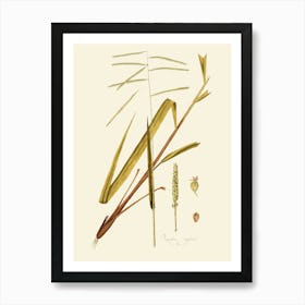 Sorghum 1 Art Print