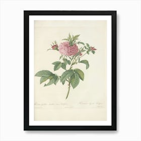 Rose Illustration, Pierre Joseph Redoute, Pierre Joseph Redoute (123) Art Print