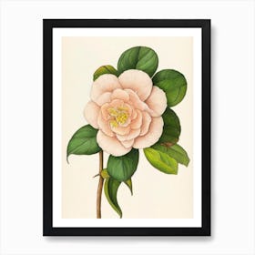 Camellia Vintage Botanical 2 Flower Art Print