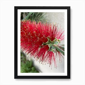 Red Wattle Flower Art Print