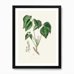 Vintage Botanical John Stephenson and James Morss Churchill Art Print_2731686 Art Print