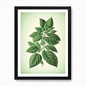 Peppermint Herb Vintage Botanical Art Print