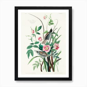 Seaside Finch, Birds Of America, John James Audubon Art Print