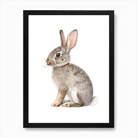 American Sable Rabbit Kids Illustration 3 Art Print