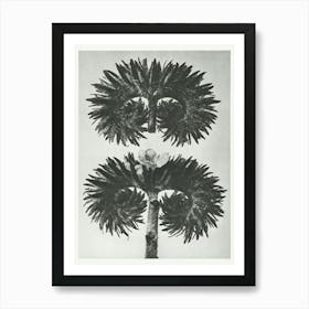 Lacy Phacelia (1928), Karl Blossfeldt 1 Art Print