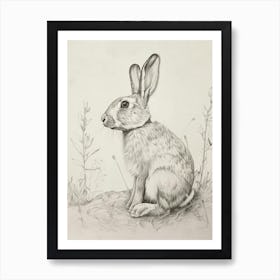 Havana Rabbit Drawing 1 Art Print