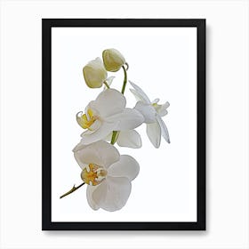 Orchid Art Art Print