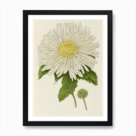 Chrysanthemums Vintage Botanical Flower Art Print